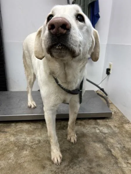 An adult large-sized male Labrador Retriever dog named Kodiak for adoption in Osage Beach, MO