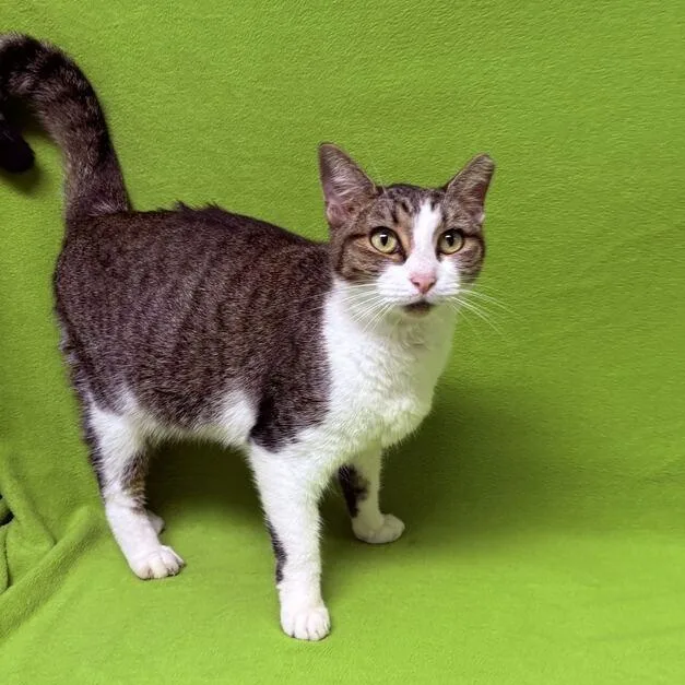 A young medium-sized female Tabby (Brown / Chocolate) Domestic Short Hair cat named Sunflower for adoption in Valdosta, GA