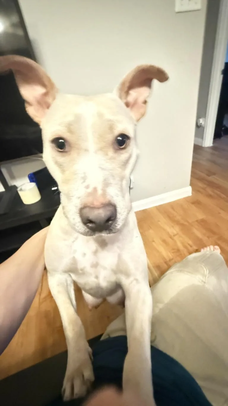 An adult medium-sized female Staffordshire Bull Terrier dog named Margaret for adoption in Houston, TX