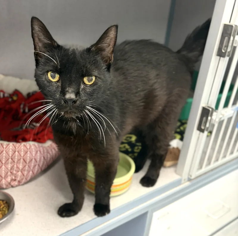 A senior medium-sized male Black Domestic Short Hair cat named Coal for adoption in Bardstown, KY