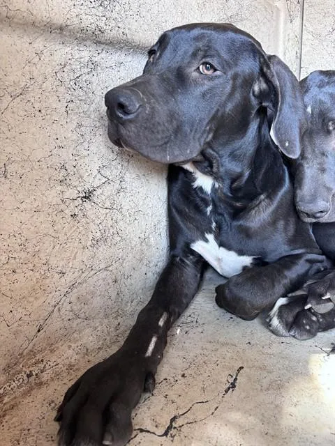 A young small-sized male Great Dane dog named A for adoption in Oklahoma City, OK