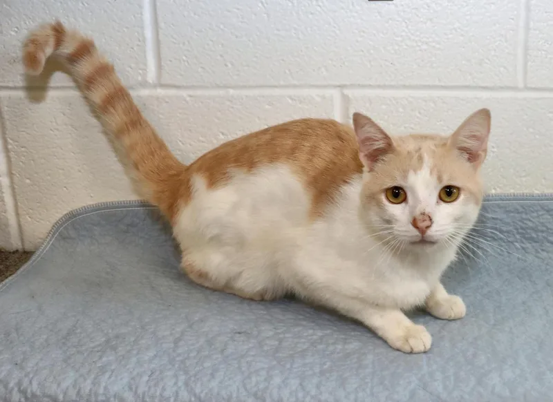 A baby medium-sized male Domestic Short Hair cat named Andy for adoption in Euclid, OH