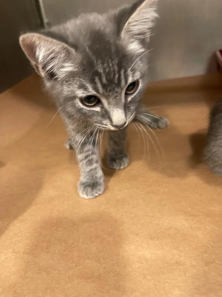 A baby small-sized female Domestic Short Hair cat named Melody for adoption in Cartersville , GA