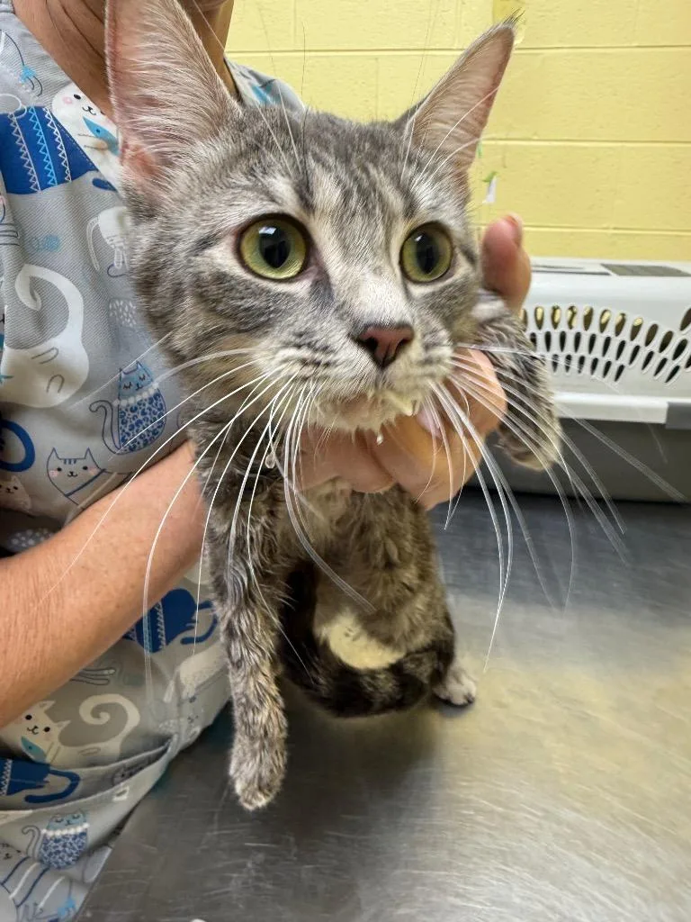 A young small-sized female Domestic Short Hair cat named Elizabeth for adoption in Crossville, TN