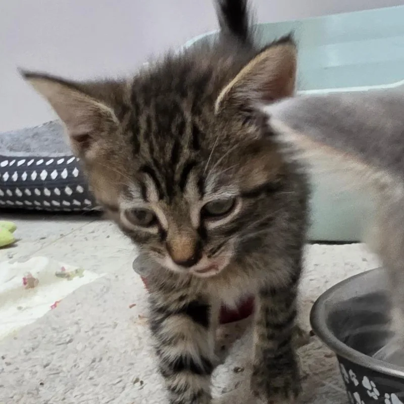 A baby small-sized female Brown / Chocolate Domestic Short Hair cat named Lisa for adoption in Melrose, FL