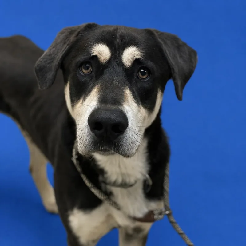 An adult large-sized male Black Rottweiler dog named Gregory for adoption in Riverside, CA