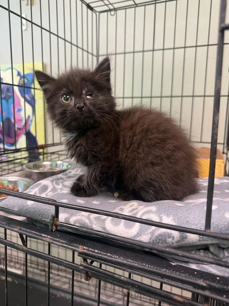 A baby small-sized male Domestic Long Hair cat named Tacoma for adoption in Albany, WI