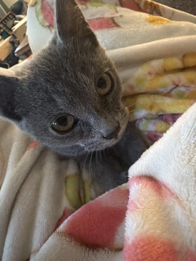 A baby medium-sized male Gray / Blue / Silver Russian Blue cat named Blackbeard for adoption in Woodlawn, TN