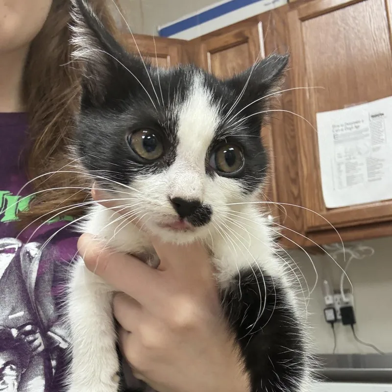 A baby small-sized female Black Domestic Short Hair cat named FrankieU for adoption in Tupelo, MS