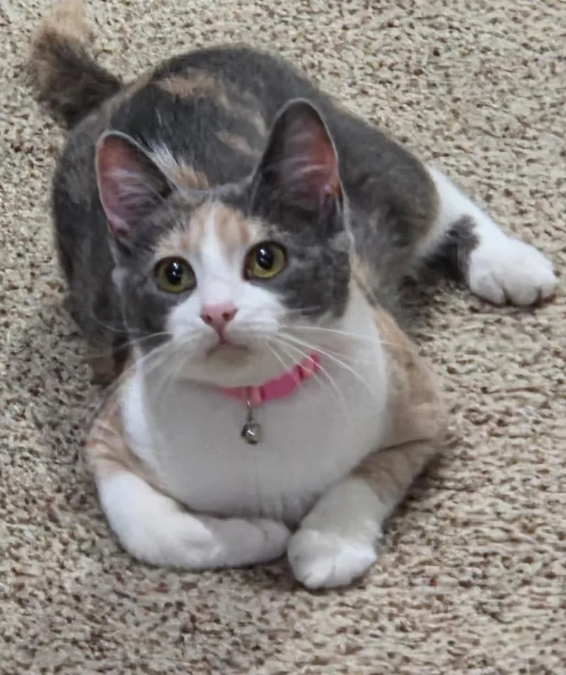 A young medium-sized female Domestic Short Hair cat named Nea for adoption in Manchester, TN