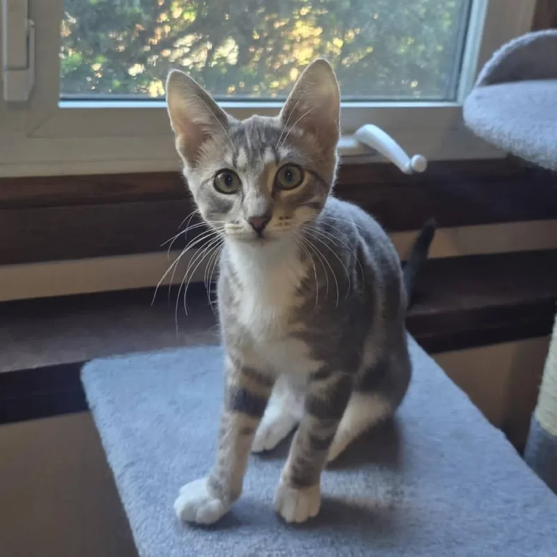 A baby medium-sized female Gray / Blue / Silver Domestic Short Hair cat named Rockie for adoption in Inver Grove Heights, MN