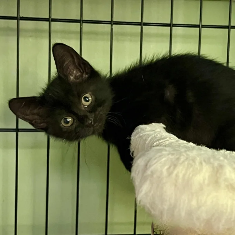 A baby small-sized male Domestic Short Hair cat named Ghost for adoption in Maplewood, NJ