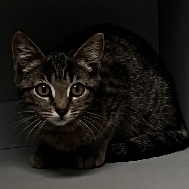 A baby small-sized female Brown / Chocolate Domestic Short Hair cat named Mango for adoption in Shawnee, KS