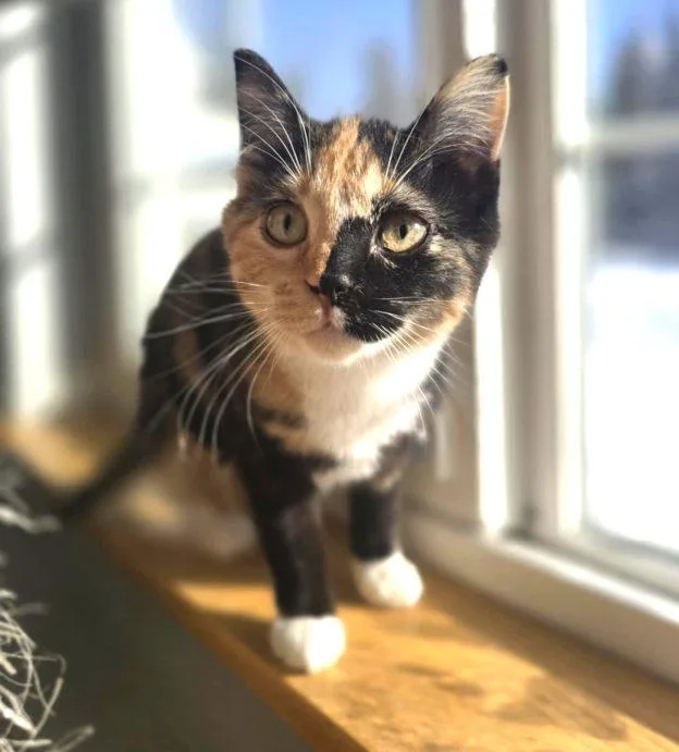 A young medium-sized female Calico Calico cat named Annie for adoption in Anchorage, AK