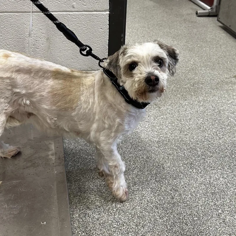 An adult small-sized female White / Cream Mixed Breed dog named Thea for adoption in Hinsdale, IL
