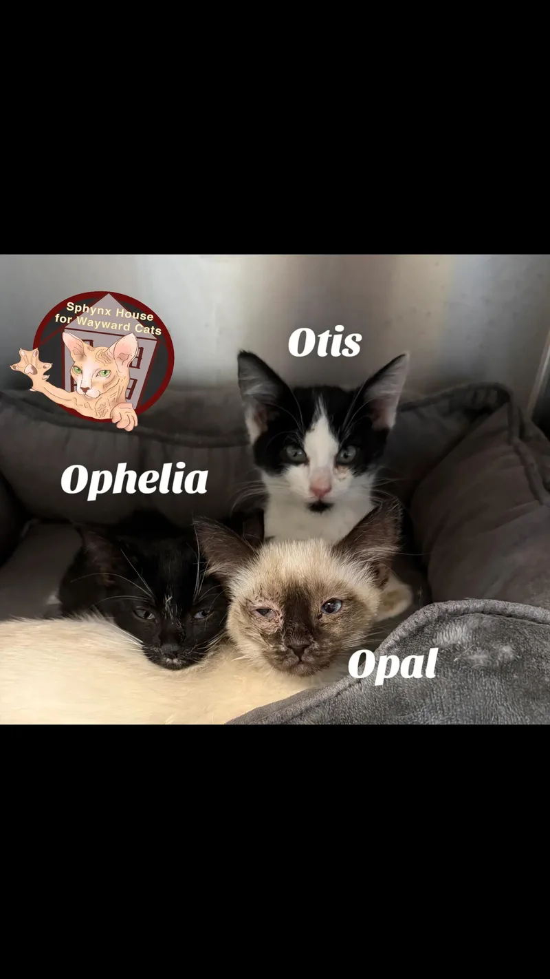 A baby medium-sized male Domestic Short Hair cat named Otis for adoption in Brooklyn, MI