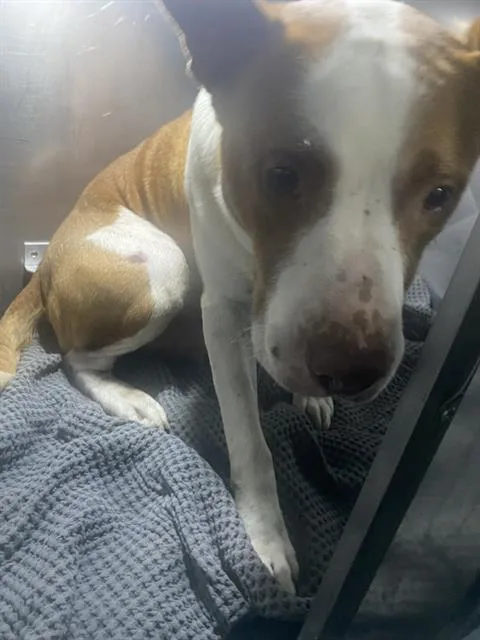 An adult large-sized male Mixed Breed dog named Prince for adoption in Dallas, TX