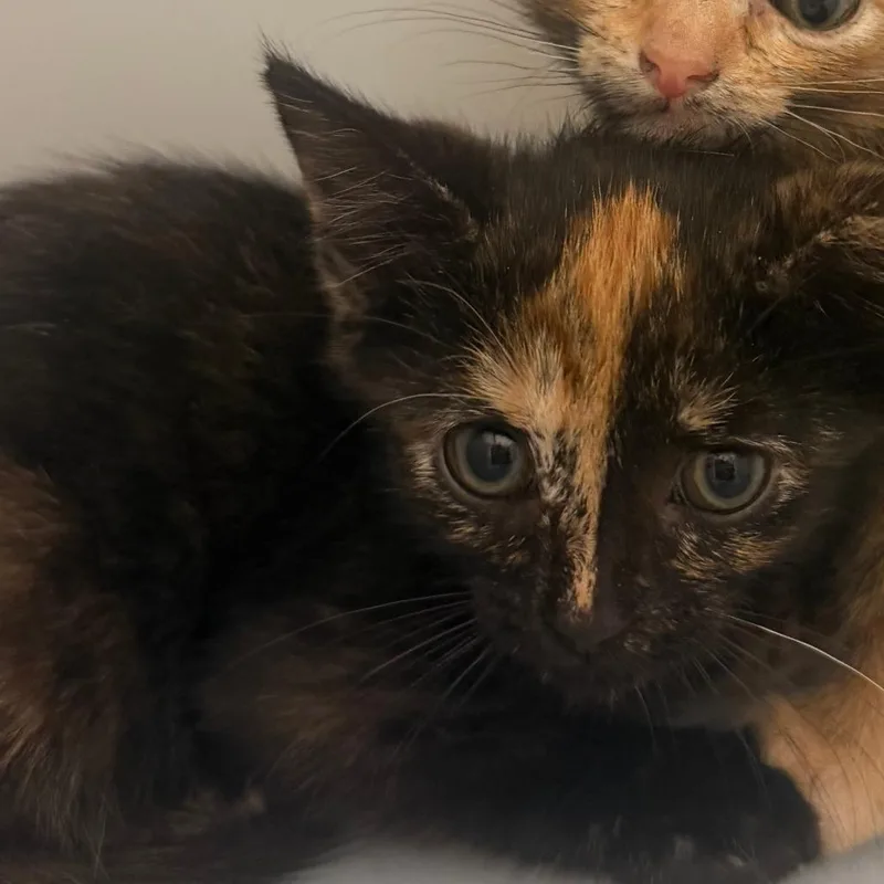 A baby small-sized female Tortoiseshell Domestic Short Hair cat named Pita for adoption in Columbus, GA