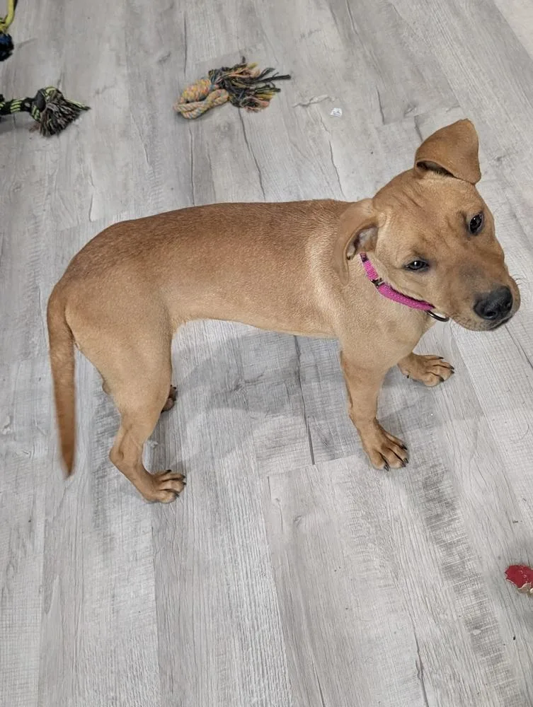 A baby medium-sized female Brown / Chocolate Labrador Retriever dog named Lauralye for adoption in Boston, MA