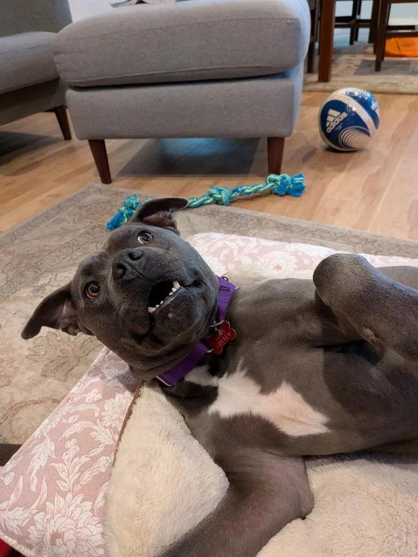 An adult medium-sized male Pit Bull Terrier dog named Kane for adoption in San Diego, CA