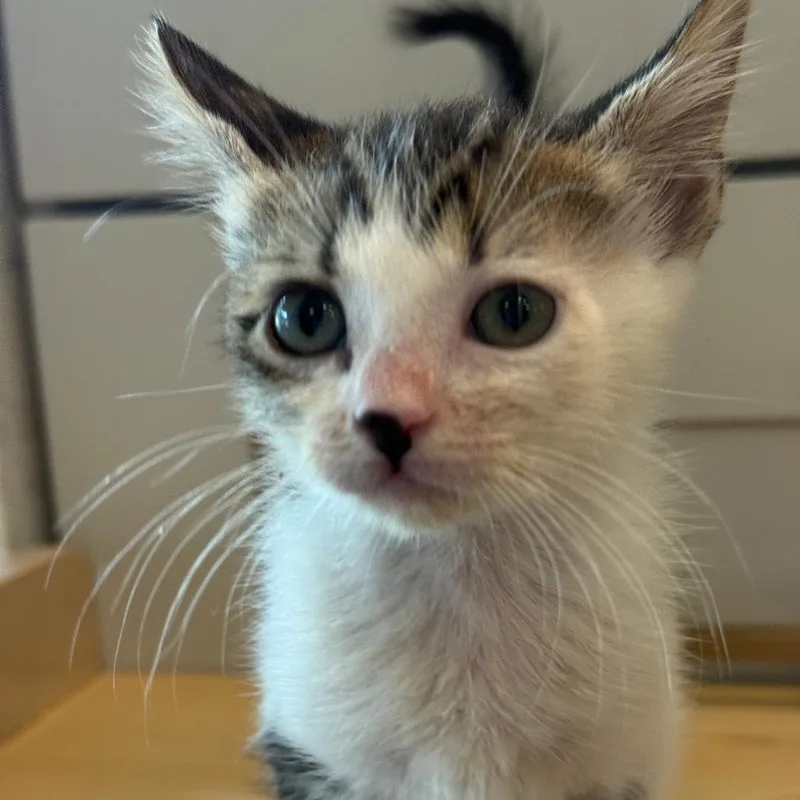 A baby small-sized female Brown / Chocolate Domestic Short Hair cat named Qackson Pollock for adoption in Austin, TX