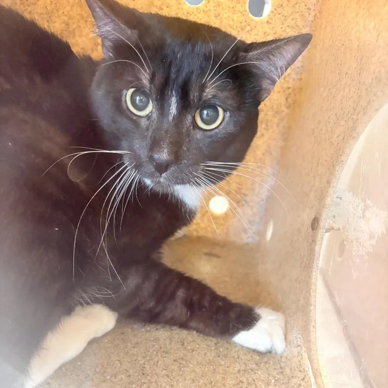 An adult medium-sized male Black Domestic Short Hair cat named Orcho for adoption in Philadelphia, PA