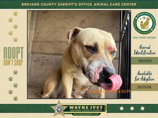 An adult large-sized female Mixed Breed dog named Dog for adoption in Melbourne, FL