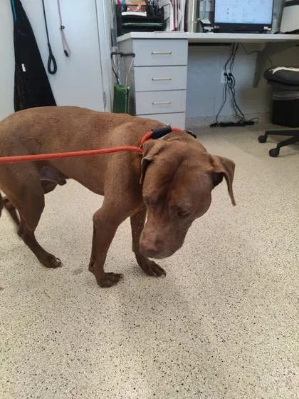 An adult large-sized male Mixed Breed dog named Jasper for adoption in Lafayette, IN
