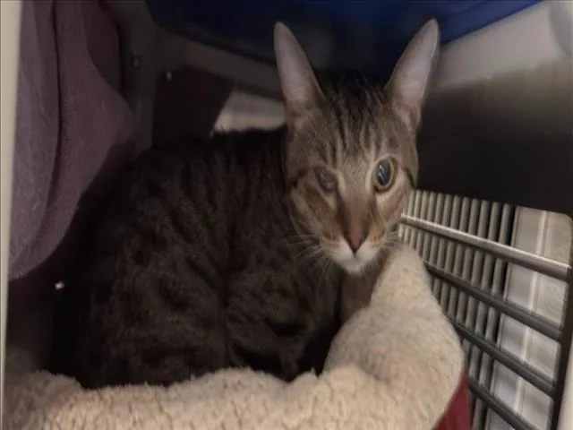 An adult small-sized male Domestic Short Hair cat named Binky for adoption in Chapel Hill, NC