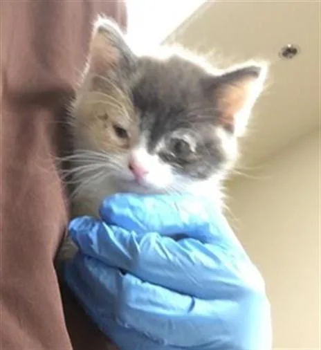 A baby small-sized female Domestic Short Hair cat named Delilah for adoption in Riverside, CA