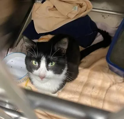 A young medium-sized male Domestic Short Hair cat named Tacoma for adoption in Hobart, IN