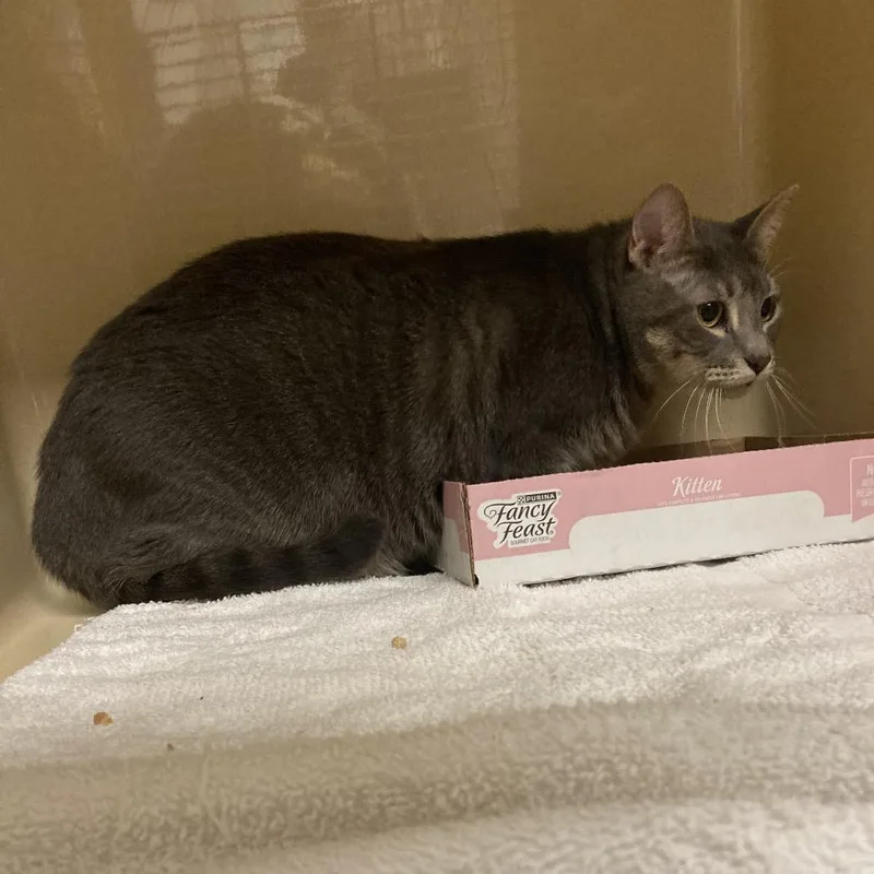 Tom