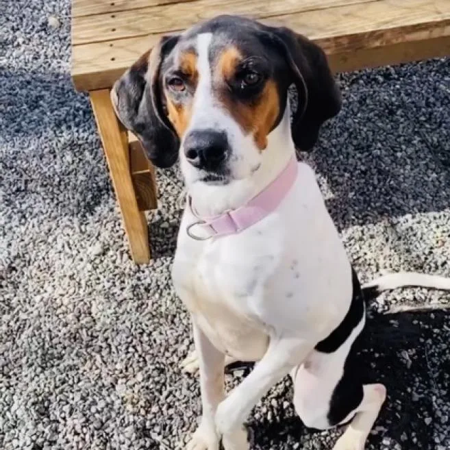 An adult medium-sized female White / Cream Mixed Breed dog named Basil for adoption in Fredericksburg, VA