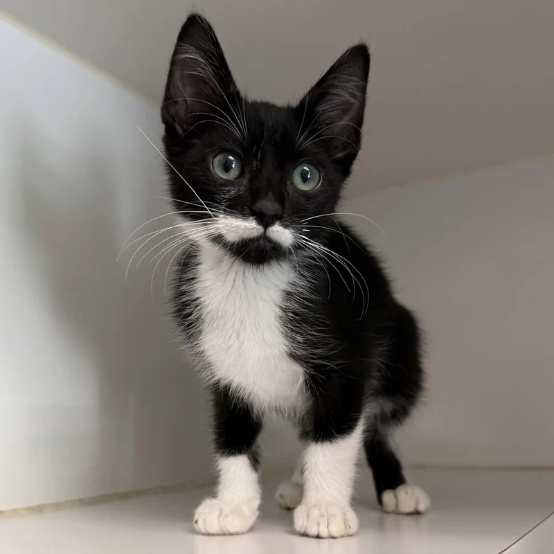 A baby small-sized male Black Domestic Short Hair cat named Dj Catnip for adoption in Oakland, CA