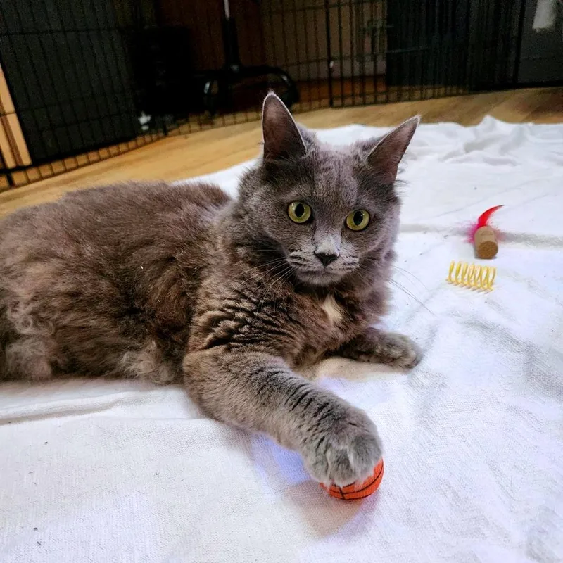 An adult large-sized female Gray / Blue / Silver Domestic Medium Hair cat named Storm for adoption in Baltimore, MD