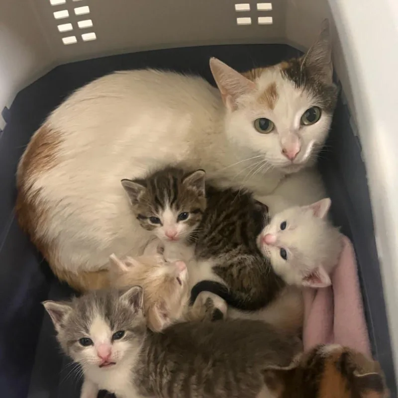 An adult medium-sized female White American Shorthair cat named O'Reilly for adoption in Greenfield, IN