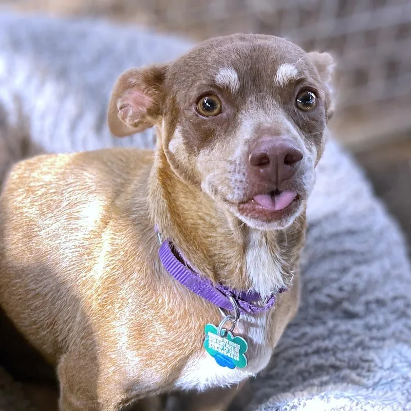 An adult small-sized female Yellow / Tan / Blond / Fawn Chihuahua dog named Praline for adoption in Boerne, TX