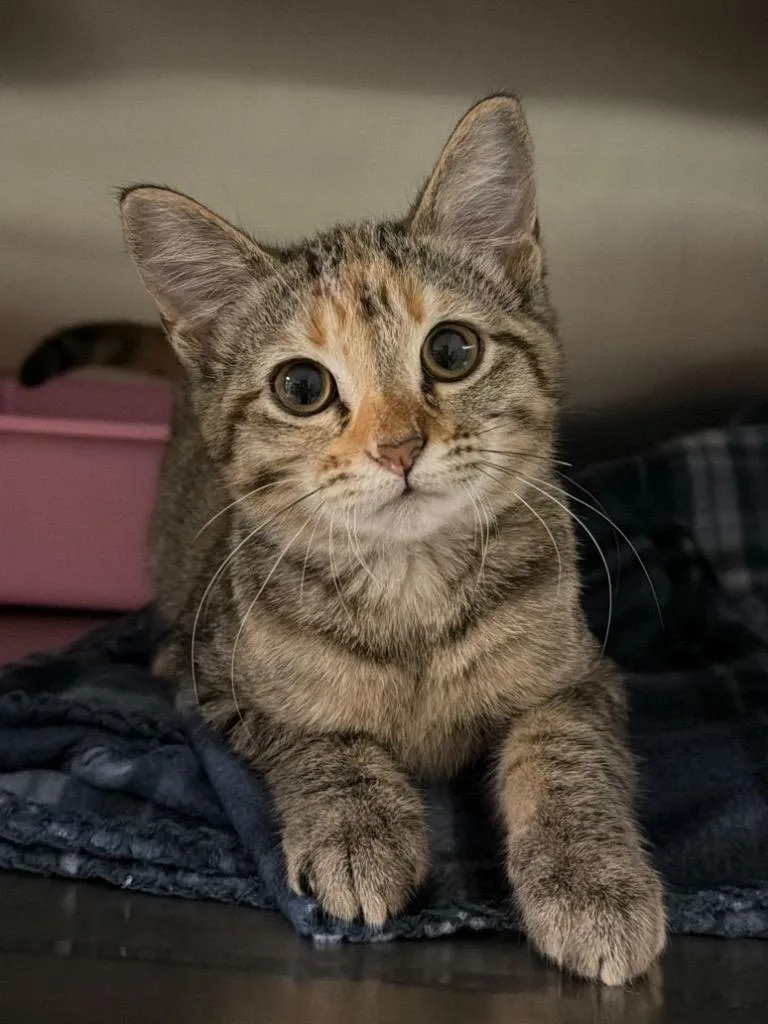 A baby small-sized female Domestic Short Hair cat named Calculus for adoption in Ocala, FL