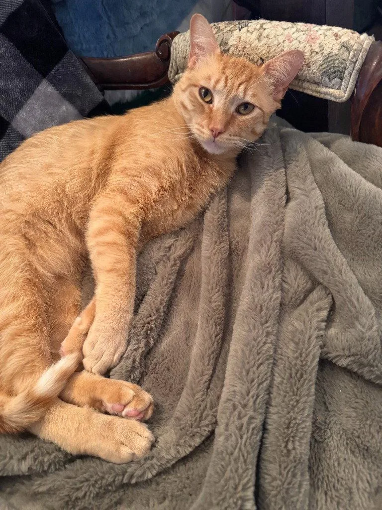A young medium-sized male Orange / Red Domestic Short Hair cat named AL  Marquam for adoption in Battle Ground, WA