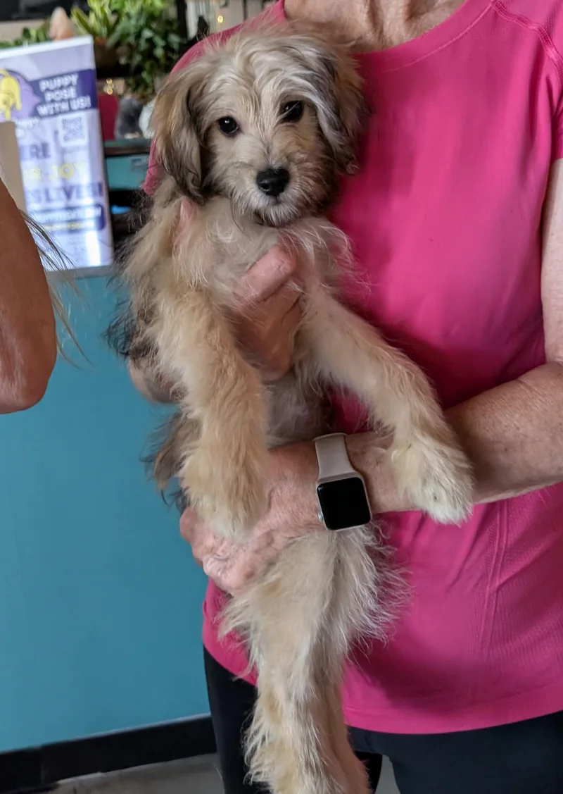 A baby small-sized male White / Cream Miniature Poodle dog named Lewis for adoption in Dallas, TX