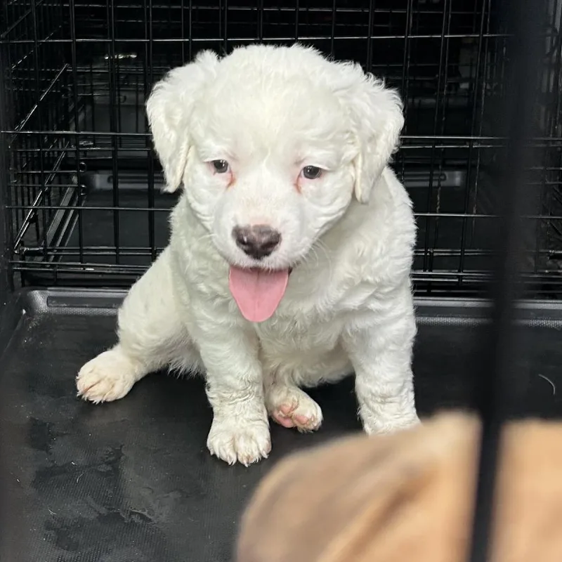 A baby small-sized male White / Cream Mixed Breed dog named Milky Way for adoption in Jupiter, FL