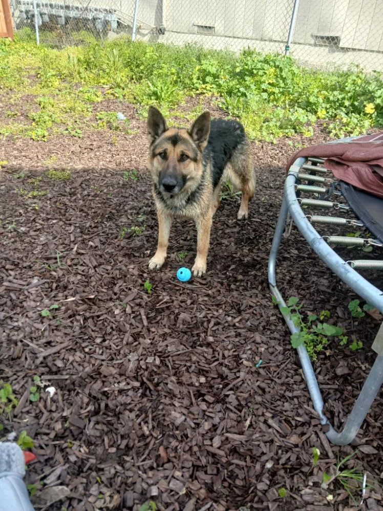 An adult large-sized male German Shepherd Dog dog named Lucky for adoption in Woodland, CA