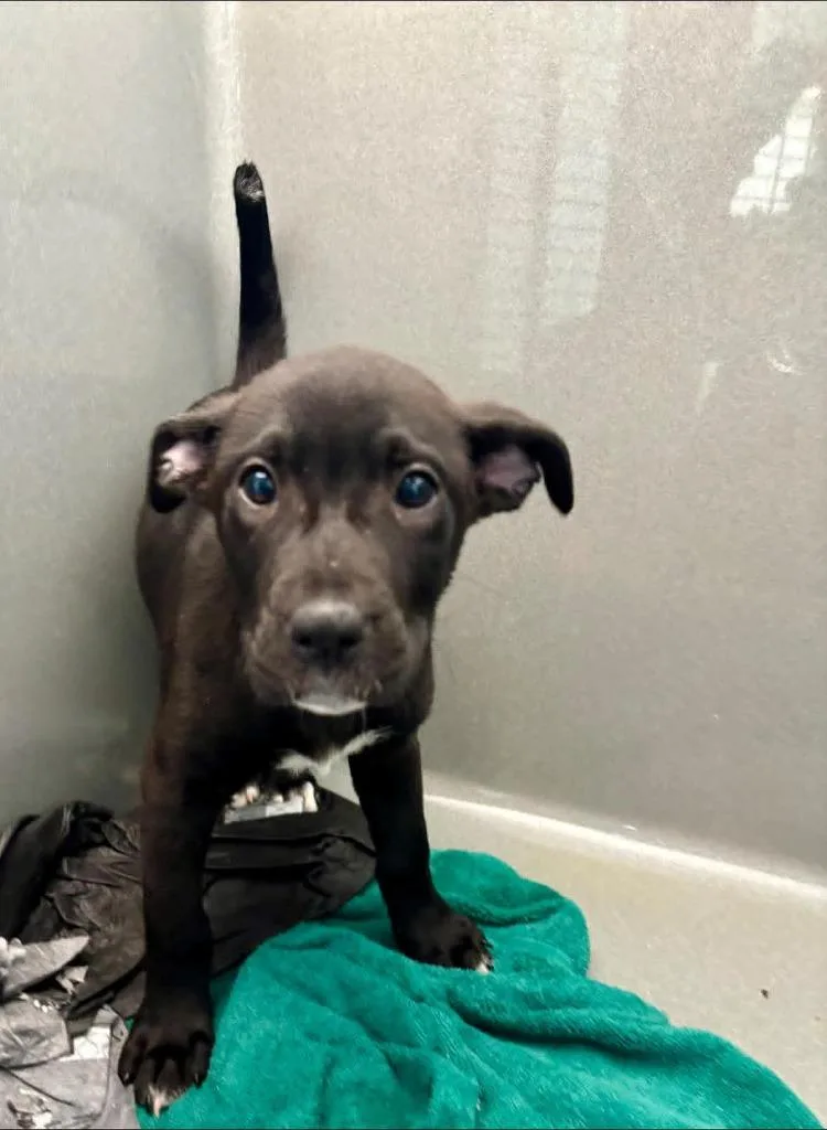 A baby medium-sized female Mixed Breed dog named Pippa for adoption in New Bern, NC