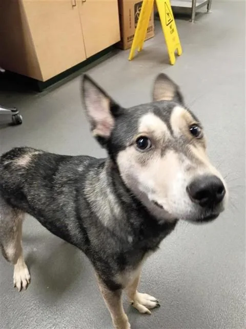 A young small-sized male German Shepherd Dog dog named Max for adoption in Corpus Christi, TX