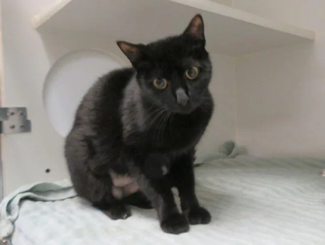 A young medium-sized female Domestic Short Hair cat named Melon for adoption in Oklahoma City, OK