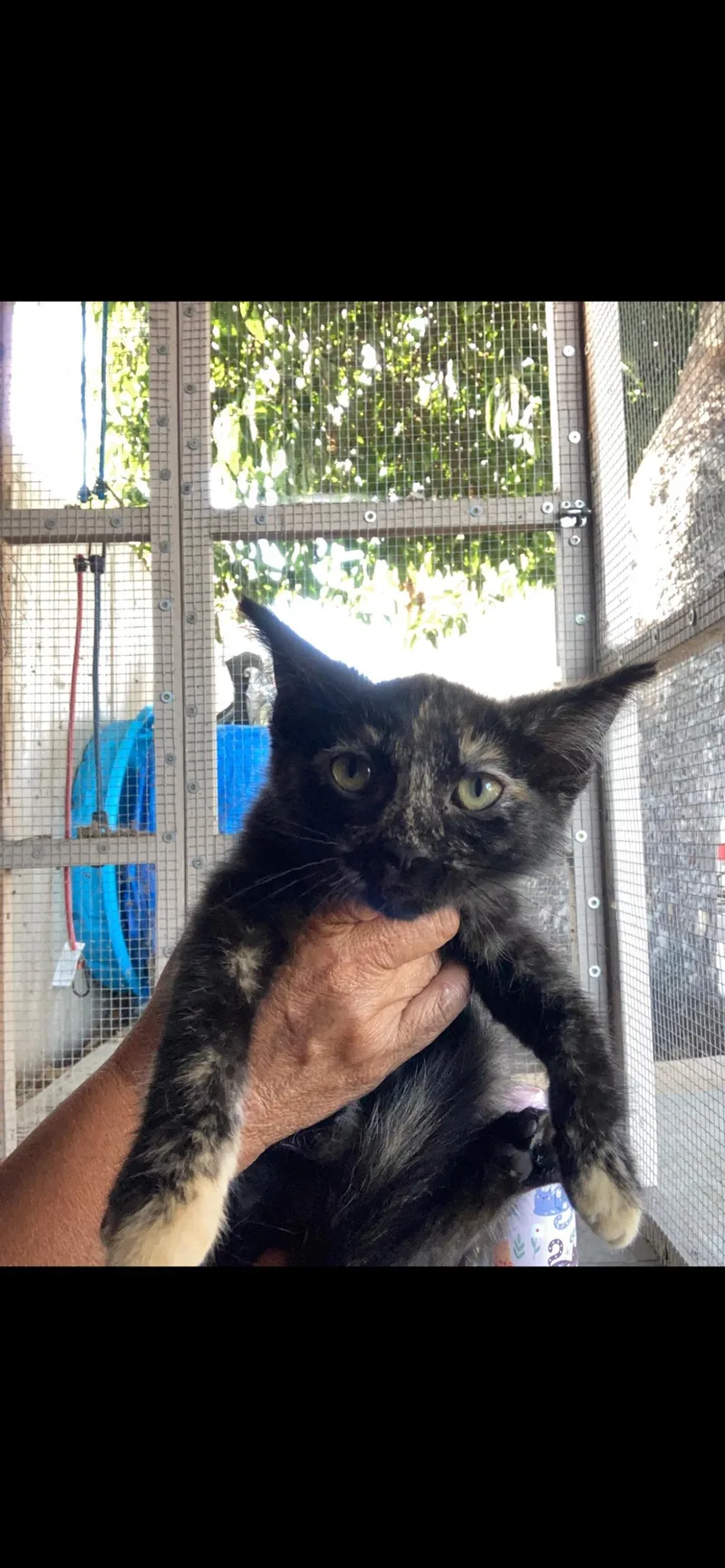 A baby small-sized female Domestic Short Hair cat named Sapphire for adoption in La Jolla, CA