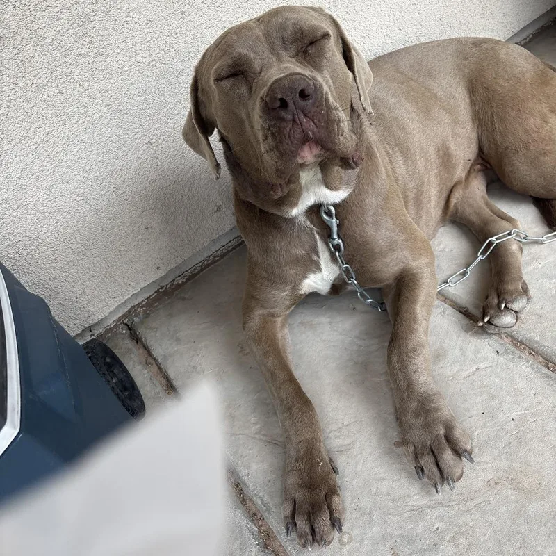 An adult extra large-sized female Gray / Blue / Silver Cane Corso dog named Nela for adoption in Yuma, AZ