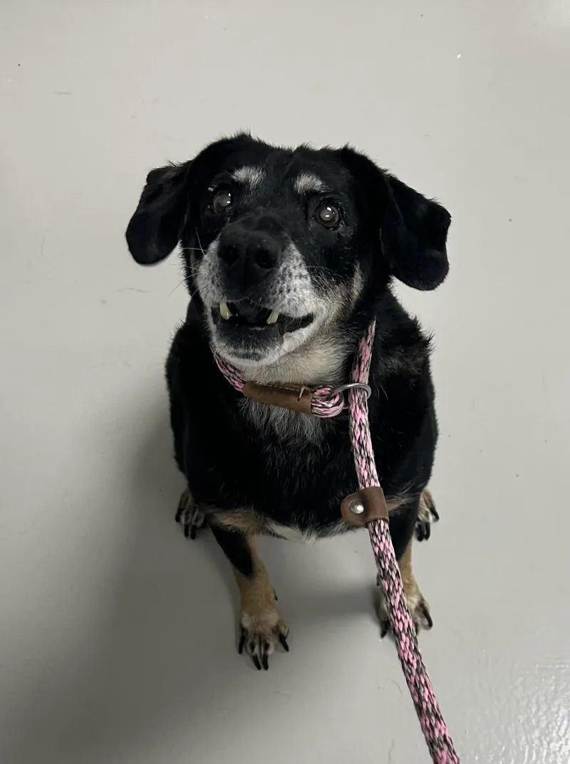 A senior medium-sized male Hound dog named Earl for adoption in Danville, IN