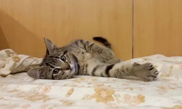 A baby small-sized male Domestic Short Hair cat named Crackle for adoption in Saint Louis, MO