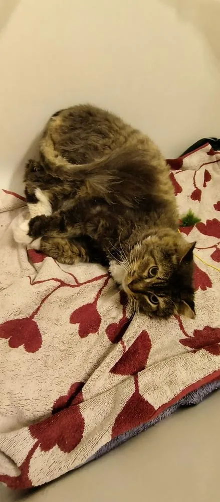 Lowestine thumbnail 3